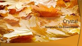  Presentation with beautiful fresh leaves water drops - Cool new theme with dying leaf - beautiful colorful autumn leaves backdrop and a gold colored foreground