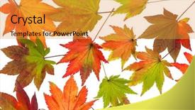  Presentation with fall leaves border autumn - Slide deck having dying leaf - colorful autumn leaves background and a gold colored foreground