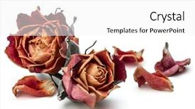  Presentation with dying - Audience pleasing slides consisting of dying leaf - dried rose flower head isolated backdrop and a white colored foreground