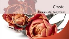  Presentation with rose flower - Beautiful PPT layouts featuring dying leaf - dried rose flower head isolated backdrop and a lemonade colored foreground