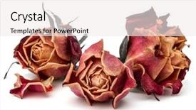  Presentation with rose flower - Beautiful PPT theme featuring dying leaf - dried rose flower head isolated backdrop and a white colored foreground