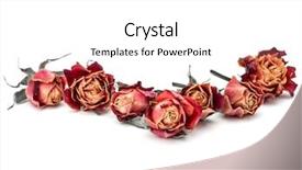  Presentation with rose flower - Amazing slides having dying leaf - dried rose flower head isolated backdrop and a white colored foreground