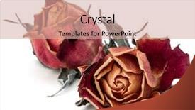  Presentation with red hibiscus rosa sinensis flower - Slides consisting of dying leaf - dried rose flower head isolated background and a coral colored foreground