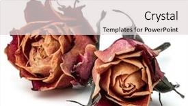  Presentation with rose flower - Amazing presentation theme having dying leaf - dried rose flower head isolated backdrop and a light gray colored foreground
