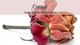  Presentation with rose flower - PPT layouts featuring dying leaf - dried rose flower head isolated background and a lemonade colored foreground