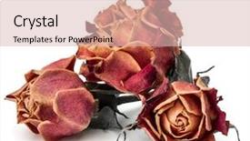  Presentation with rose flower - Beautiful PPT layouts featuring dying leaf - dried rose flower head isolated backdrop and a lemonade colored foreground
