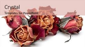  Presentation with rose flower - Audience pleasing theme consisting of dying leaf - dried rose flower head isolated backdrop and a coral colored foreground