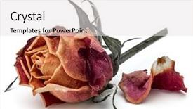 Presentation with red hibiscus rosa sinensis flower - Presentation theme having dying leaf - dried rose flower head isolated background and a white colored foreground