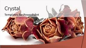 Presentation with dying - Slides enhanced with dying leaf - dried rose flower head isolated background and a white colored foreground