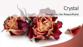  Presentation with rose flower - Slides having dying leaf - dried rose flower head isolated background and a white colored foreground
