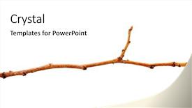  Presentation with dry ice co2 - Slide deck consisting of dying leaf - dry branch isolated on white background and a  colored foreground