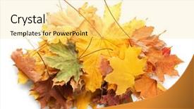  Presentation with fall leaves border white - PPT layouts having dying leaf - heap of beautiful autumn leaves background and a blonde colored foreground