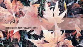  Presentation with dry - Amazing presentation theme having dying leaf - pile of different dry leaves backdrop and a coral colored foreground