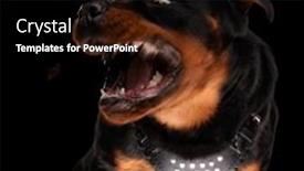  Presentation with dog food - Presentation theme enhanced with dynamic-hungry-rottweiler-dog-urgently background and a black colored foreground