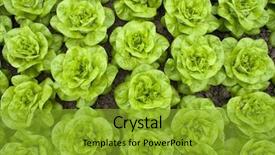  Presentation with harvest - Presentation theme featuring e farming - fresh pieces of butter-lettuce background and a gold colored foreground