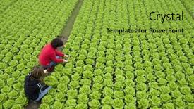  Presentation with harvest - Audience pleasing slides consisting of e farming - harvest of green fresh lettuce backdrop and a gold colored foreground