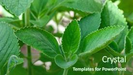  Presentation with tea plant - Slide set featuring e health - boldo green plant named boldo background and a forest green colored foreground