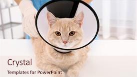  Presentation with body shame cyber bullying - Theme having e medicine - cat in cone of shame background and a lemonade colored foreground