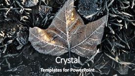  Presentation with isolated fall oak leaf - PPT layouts enhanced with ead - fallen leaf with frost background and a dark gray colored foreground