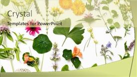  Presentation with design - Presentation theme having eaf-selection-in-abstract-design background and a blonde colored foreground