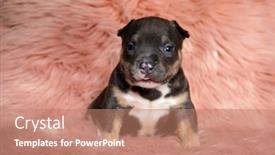  Presentation with bully - Slide deck featuring eager-american-bully-puppy-looking background and a coral colored foreground