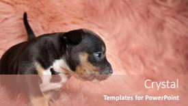  Presentation with bully - Beautiful theme featuring eager-american-bully-puppy-sniffing backdrop and a coral colored foreground