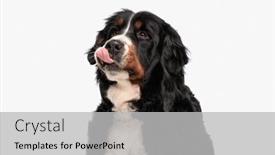  Presentation with dog food - PPT layouts consisting of eager-berna-shepherd-dog-looking background and a light gray colored foreground