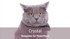  Presentation with british - Slide deck consisting of eager-british-shorthair-cat-wearing background and a gray colored foreground