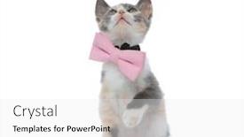  Presentation with pink cat - PPT theme featuring eager cat curiously looking up while wearing a pink bowtie and sitting on white studio background background and a white colored foreground