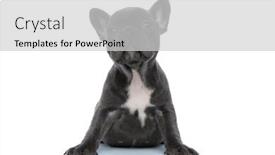  Presentation with culture french russia kids - Beautiful theme featuring eager-french-bulldog-puppy-looking backdrop and a light gray colored foreground