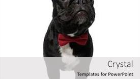  Presentation with forward - Presentation design with eager-french-bulldog-puppy-wearing background and a light gray colored foreground