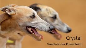  Presentation with greyhound race - Theme featuring eager greyhounds before a race background and a coral colored foreground