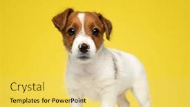  Presentation with russell - Audience pleasing presentation design consisting of eager-jack-russell-terrier-looking backdrop and a yellow colored foreground