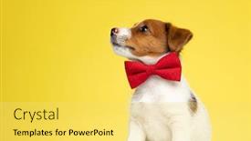  Presentation with russell - Presentation with eager-jack-russell-terrier-wearing background and a yellow colored foreground