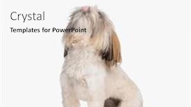  Presentation with tongue - Presentation consisting of eager-little-shih-tzu-dog background and a white colored foreground