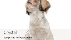  Presentation with puppy - Amazing PPT theme having eager-shih-tzu-puppy-curiously backdrop and a soft green colored foreground