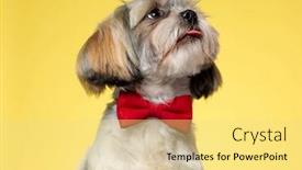  Presentation with puppy - Slides enhanced with eager-shih-tzu-puppy-looking background and a blonde colored foreground