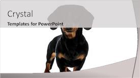  Presentation with forward - PPT theme featuring eager-teckel-puppy-looking-forward background and a light gray colored foreground