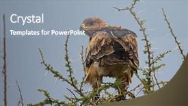  Presentation with serengeti africa - Audience pleasing presentation theme consisting of eagle bird of prey backdrop and a light blue colored foreground