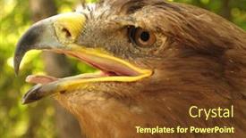  Presentation with eagle - Amazing slides having eagle close up backdrop and a tawny brown colored foreground