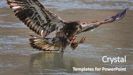  Presentation with eagle - PPT layouts enhanced with eagle diving for a fish background and a gray colored foreground