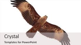  Presentation with eagle flying - Slides featuring eagle feather - flying kite isolated on white background and a light gray colored foreground