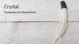  Presentation with feather - Presentation design consisting of eagle feather lying background and a light gray colored foreground