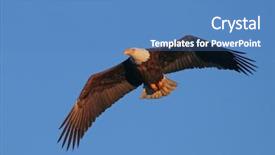  Presentation with eagle flying - PPT theme having eagle flying around looking background and a teal colored foreground