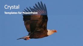 Presentation with bald eagle flying - Amazing slide deck having eagle flying around looking backdrop and a teal colored foreground