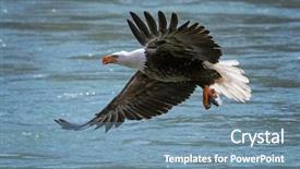  Presentation with eagle flying - Audience pleasing slide set consisting of eagle flying off backdrop and a seafoam green colored foreground