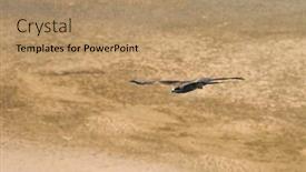  Presentation with eagle flying - Audience pleasing theme consisting of eagle flying over the ground backdrop and a coral colored foreground