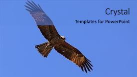  Presentation with eagle - PPT layouts with eagle free - black kite in the sky background and a light blue colored foreground