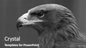  Presentation with eagle - PPT theme with eagle head shot in black background and a dark gray colored foreground