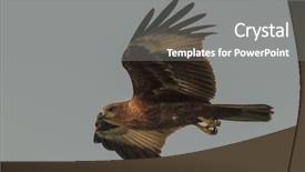  Presentation with kite - PPT theme featuring eagle in flight brahminy kite background and a  colored foreground